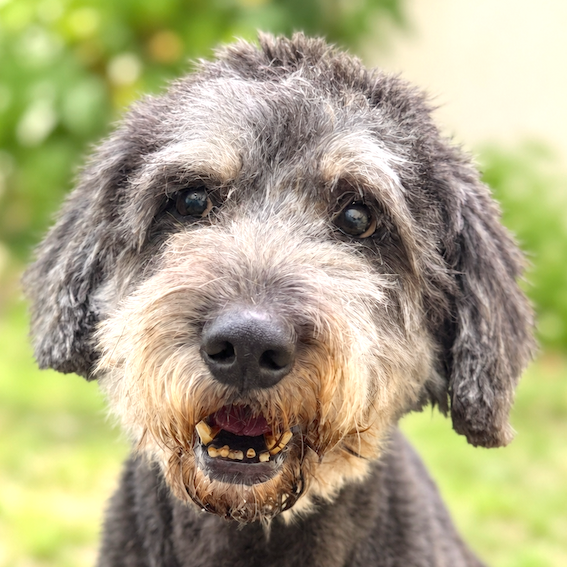 Chinook, a rescue dog listed by Action for Singapore Dogs