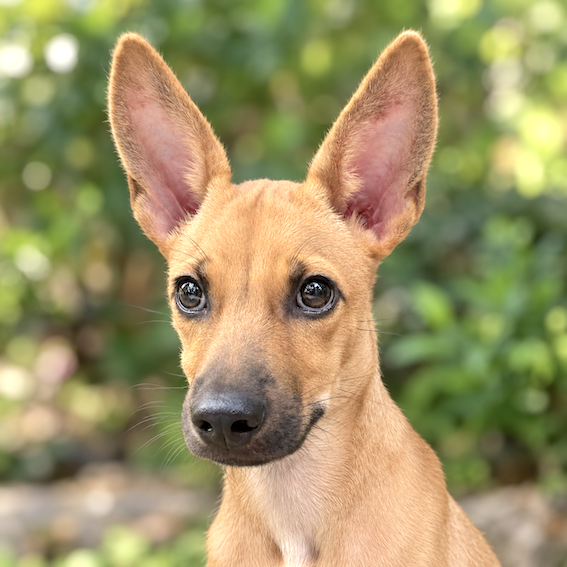 Gruffi, a rescue dog listed by Action for Singapore Dogs