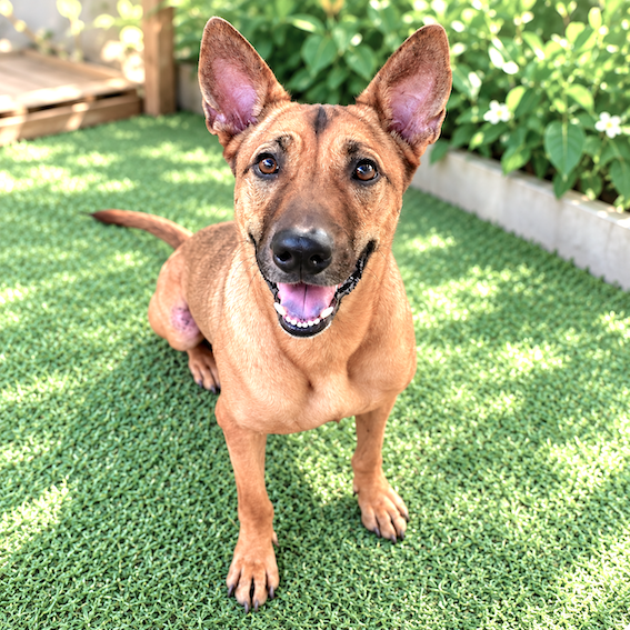 Tony, a rescue dog listed by Action for Singapore Dogs